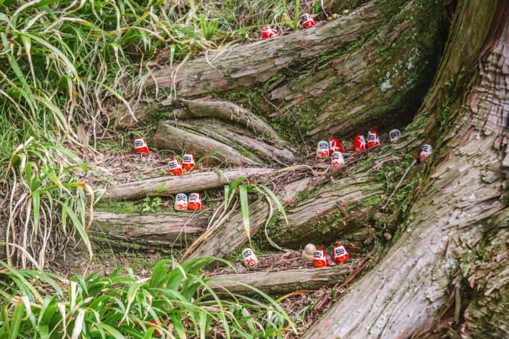 many daruma among a tree's root