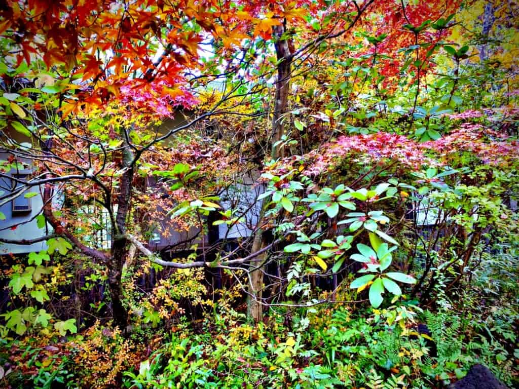 Sennomori foliage autumn in japan