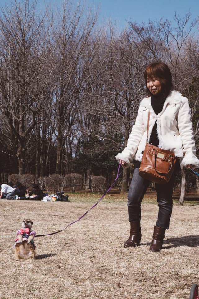 Woman walking with her pet meerkat in Japan