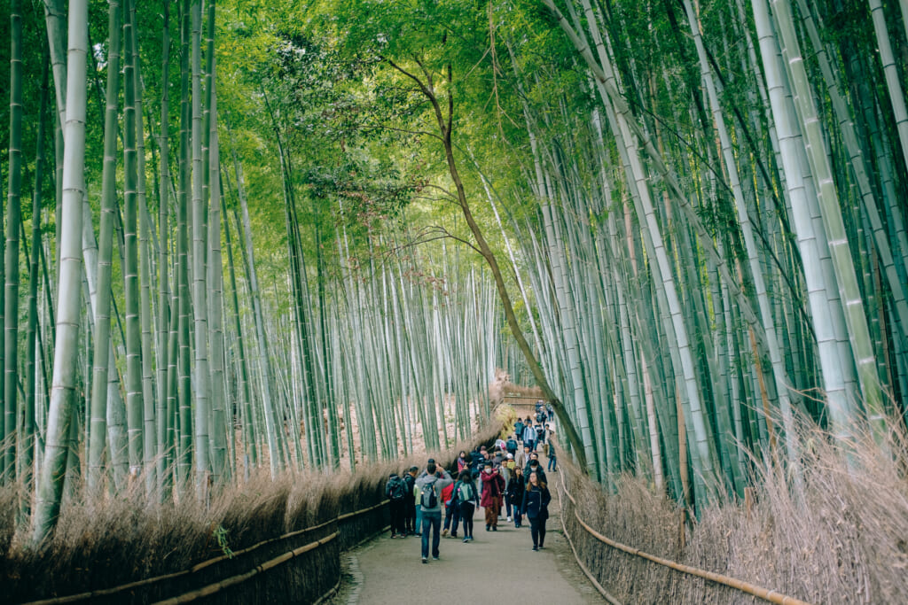 View of Kyoto's Arashiyama bamboo grove