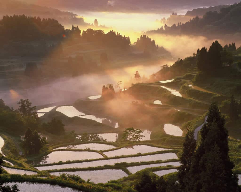 houshitouge rice field japan