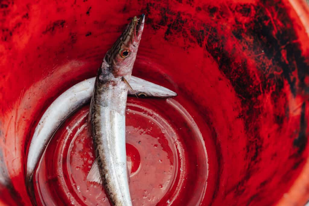 A bucket of fish caught in the sea on Ojika Island