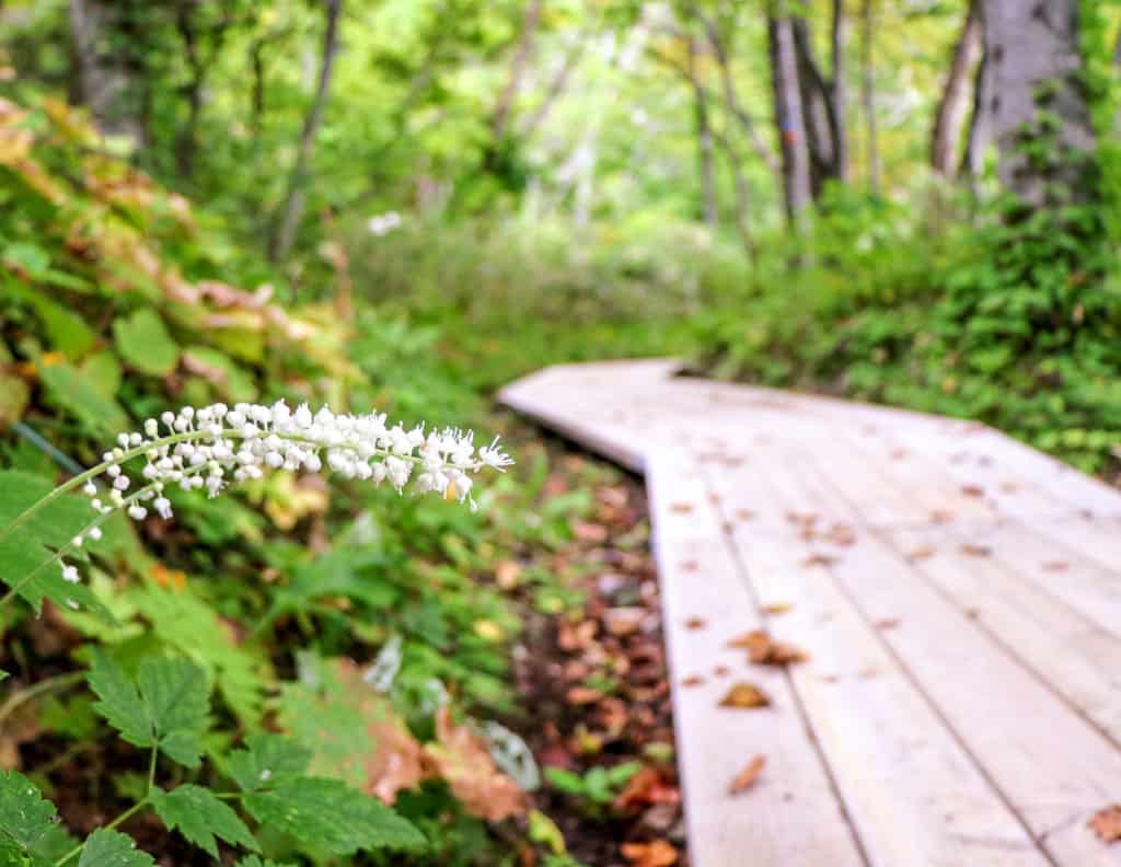 Wood pathway at Himenuma Pond on Rishiri Island, Hokkaido