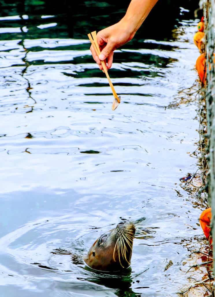 Fedding seals at Senposhimisaki Park on Rishiri Island, Hokkaido