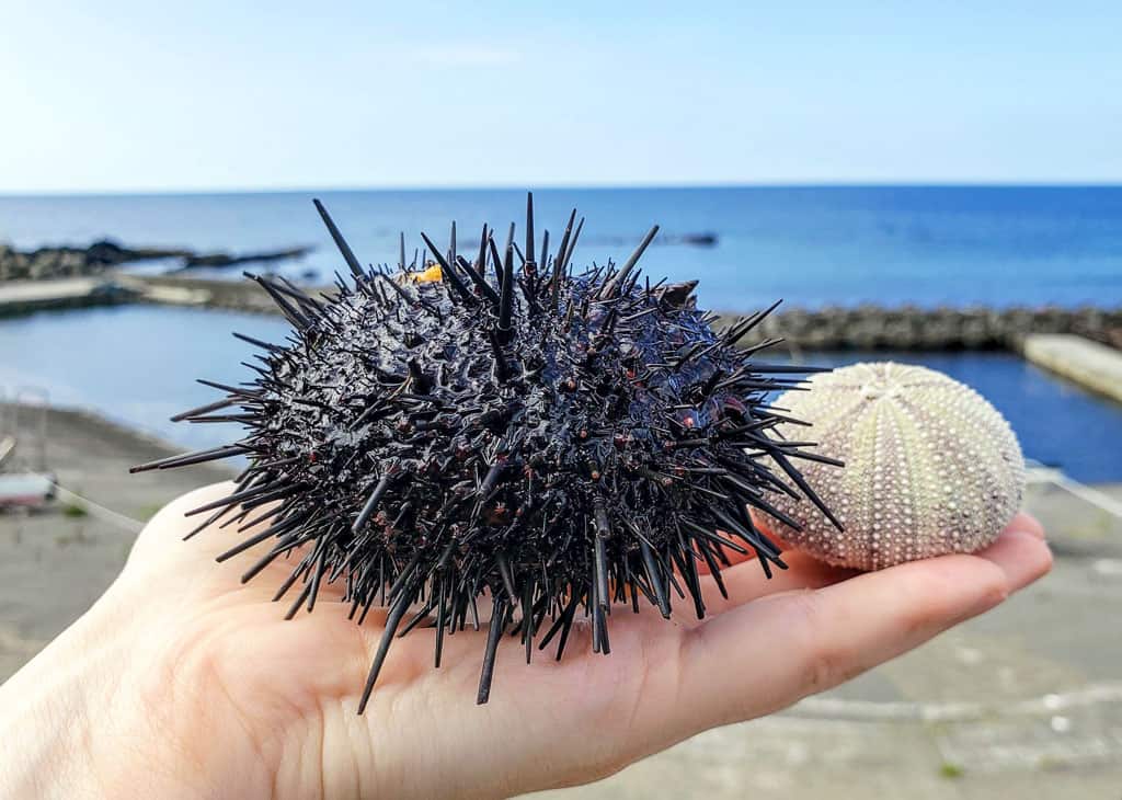 Delicate Sea urchin shells at Kamui Kaigan Park