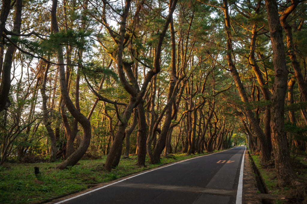 The sunrise on Hime-no-matsubara pine trees on Ojika Island