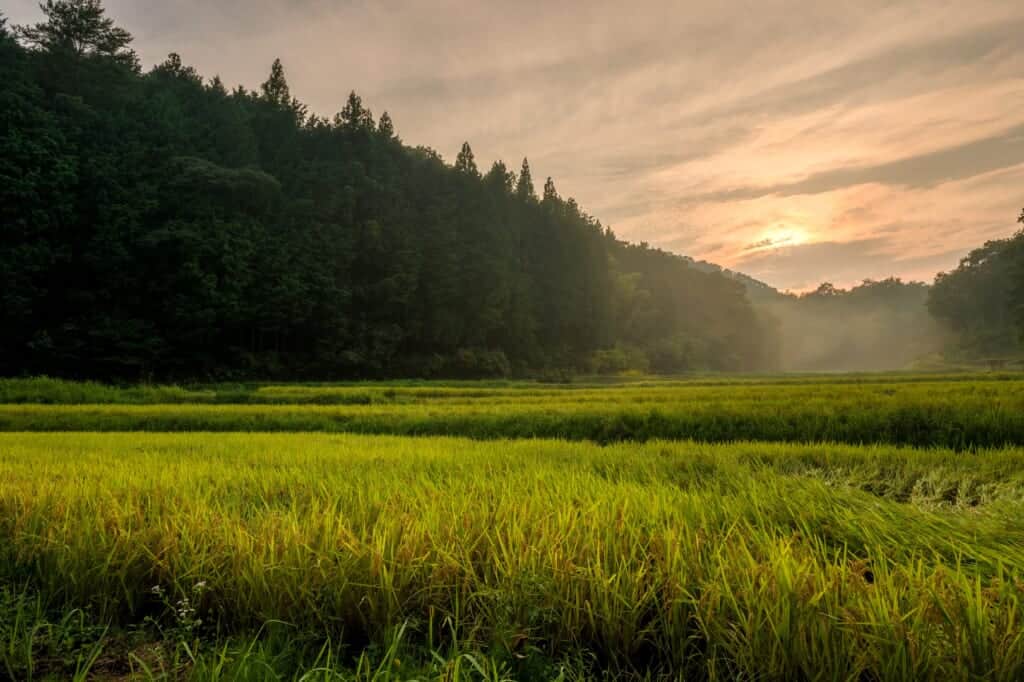 Japanese countryside in a misty morning