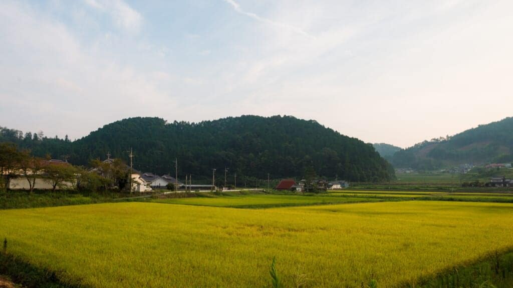 Rice fields in the Japanese countryside