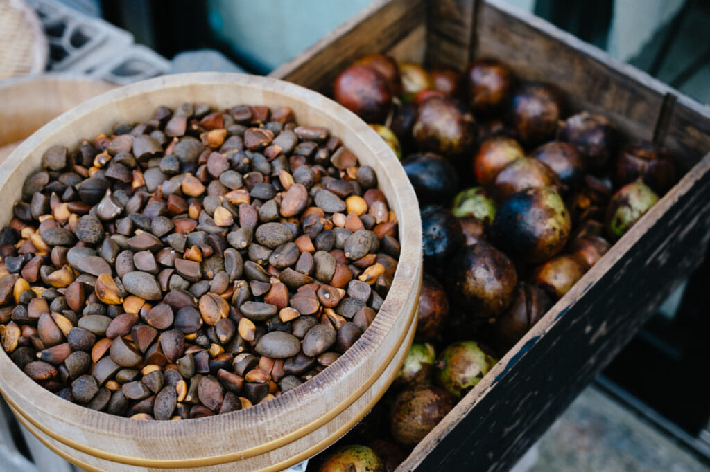 tsubaki (camellia) seeds and fruit