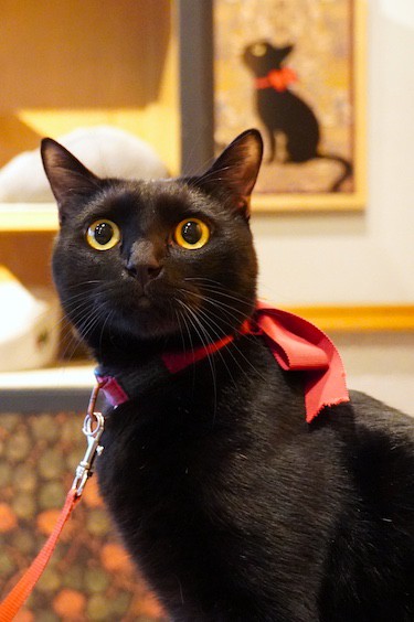 Black cat with red ribbon