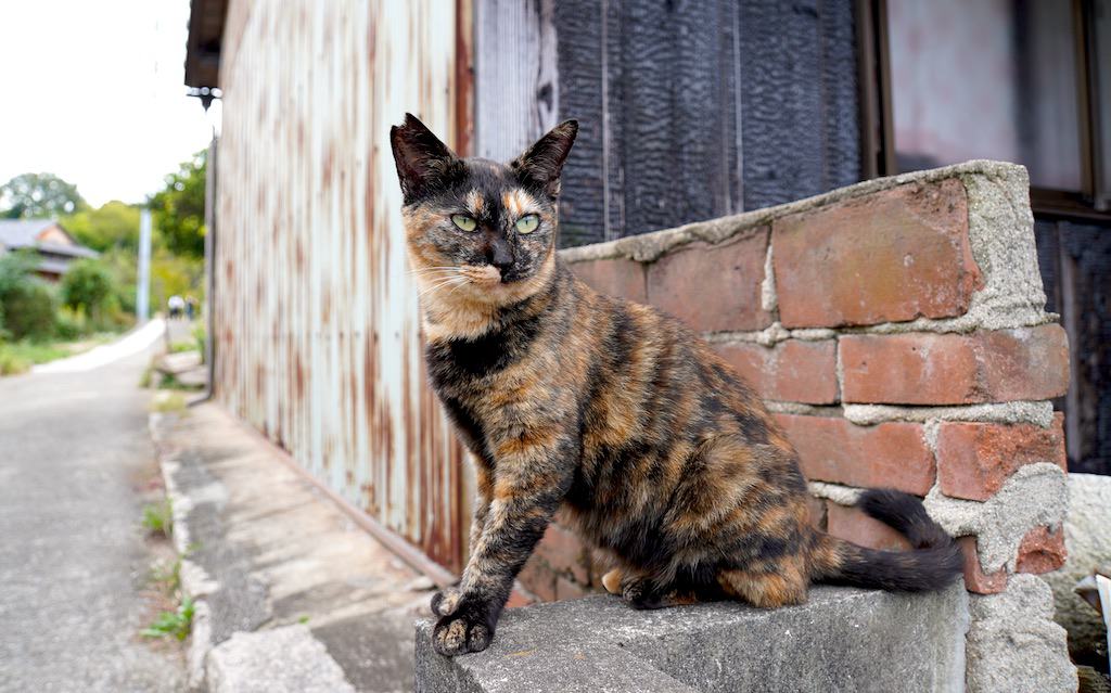 Cat sitting on bricks