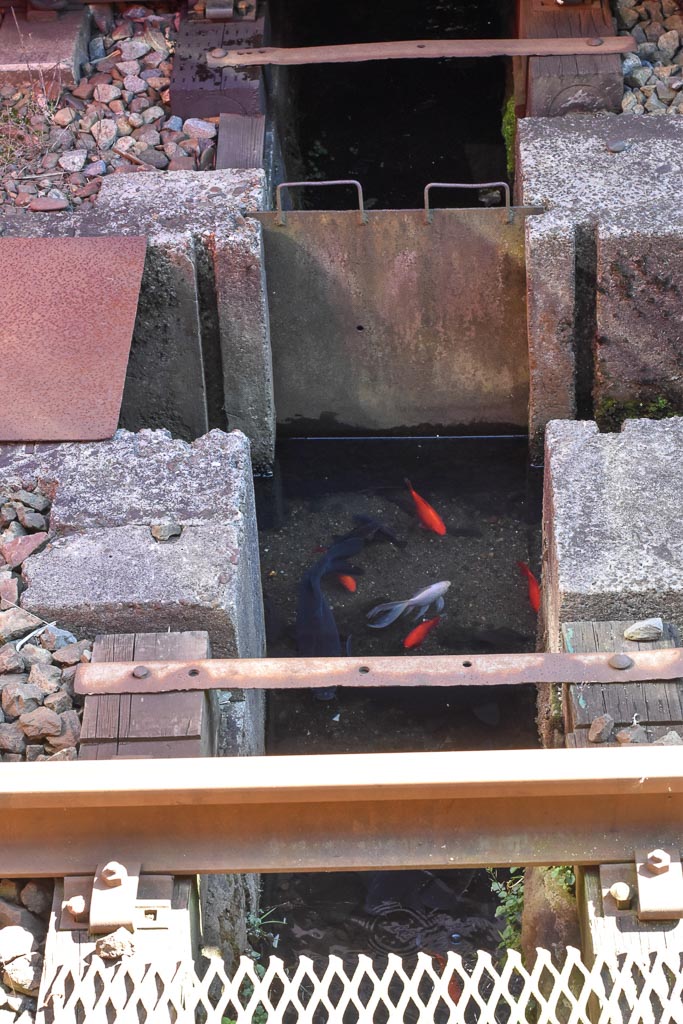 koi fish below Setsugekka train tracks in niigata