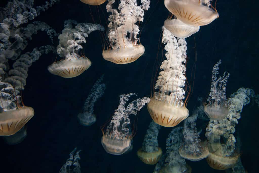 jellyfish at enoshima aquarium