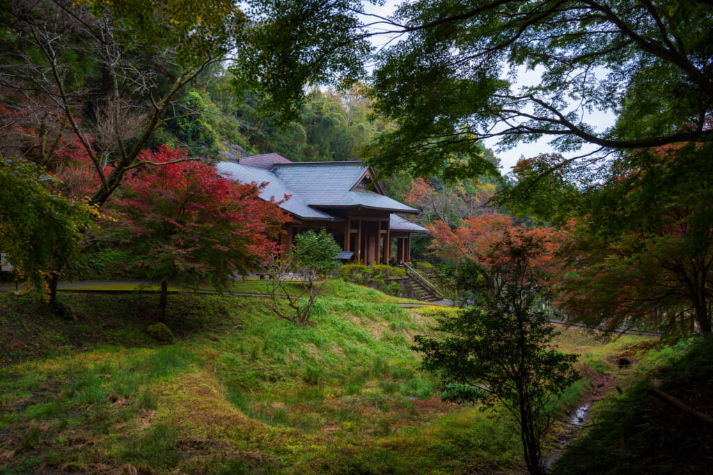 Autumn Leaves by traditional japanese building in Usuki city, oita, Kyushu