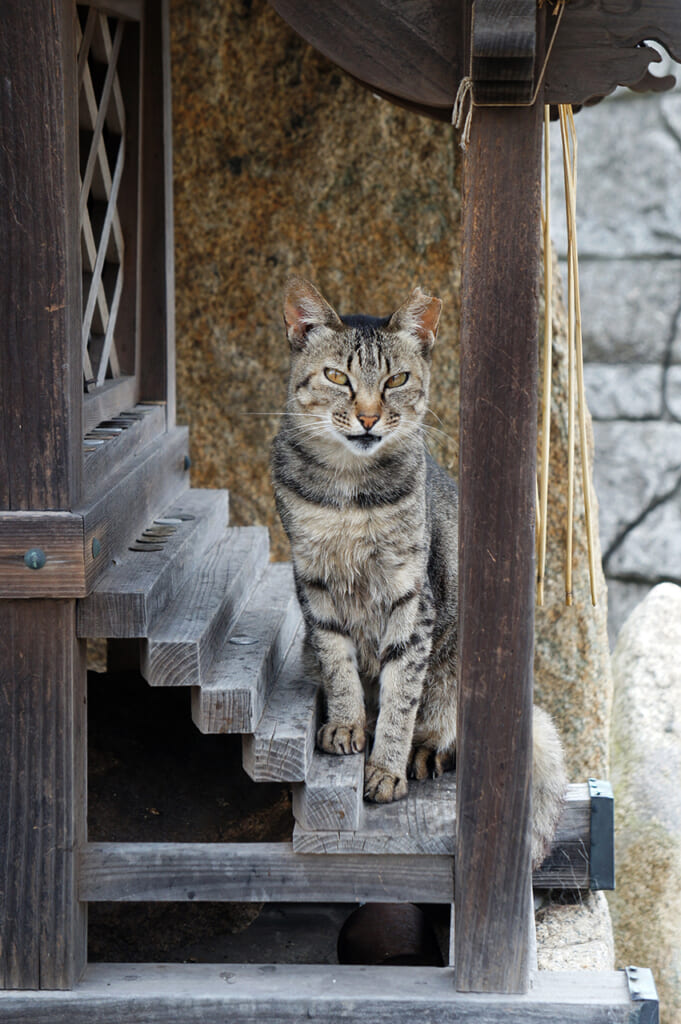 Tortoise shell cat in a traditional Japanese wooden temple on Manabeshima, a cat island in Japan