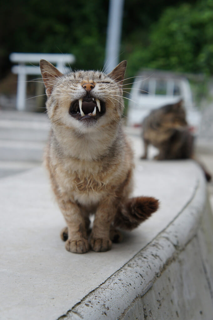 the fangs of a cat on Manabeshima, a cat island in Japan