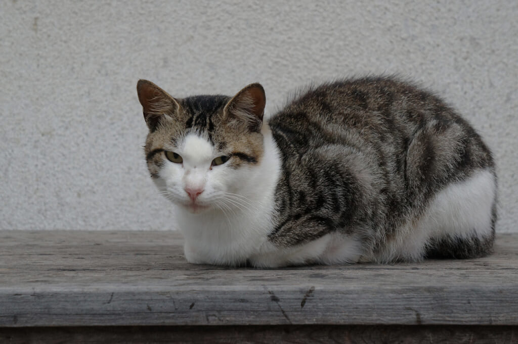 A cat looking sleepy on Manabeshima, a cat island in Japan