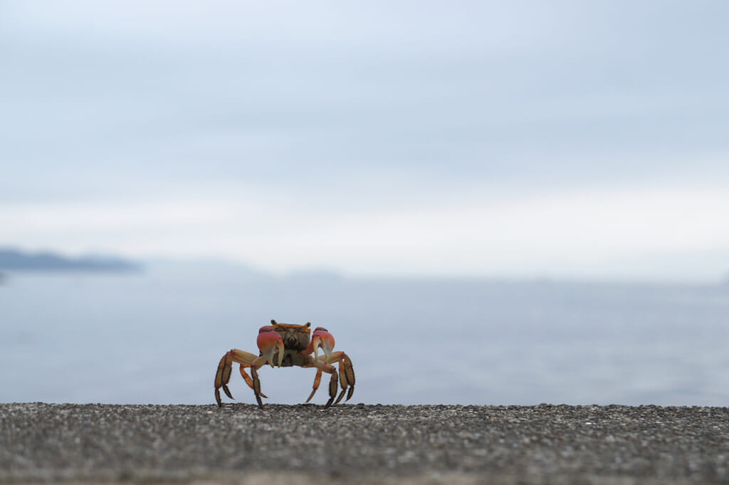 A crab on the sea wall on Manabeshima, a cat island in Japan