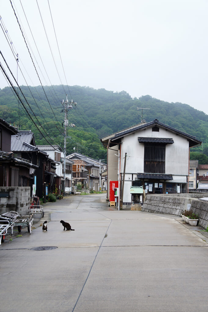 Two cats on a street on manabeshima, a cat island in Japan