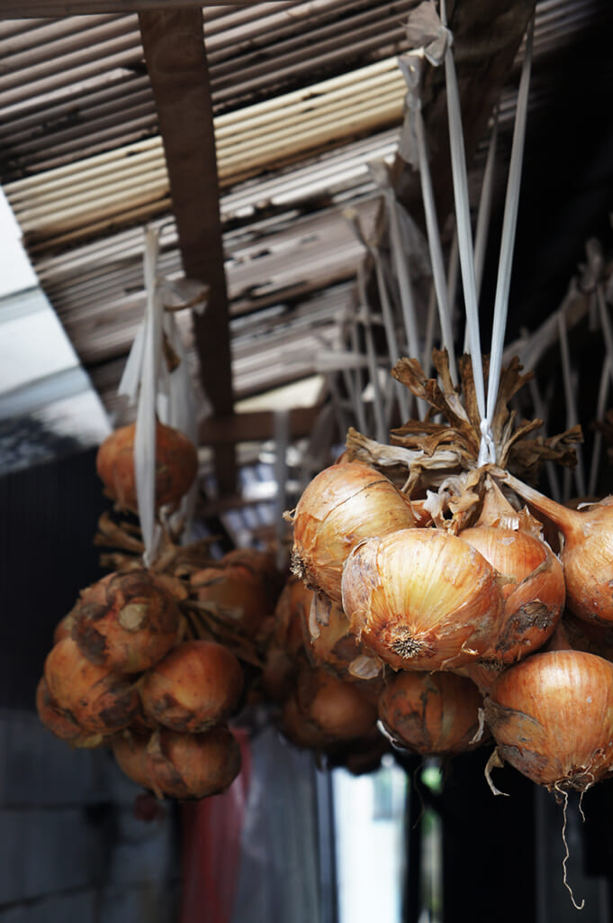 onions drying