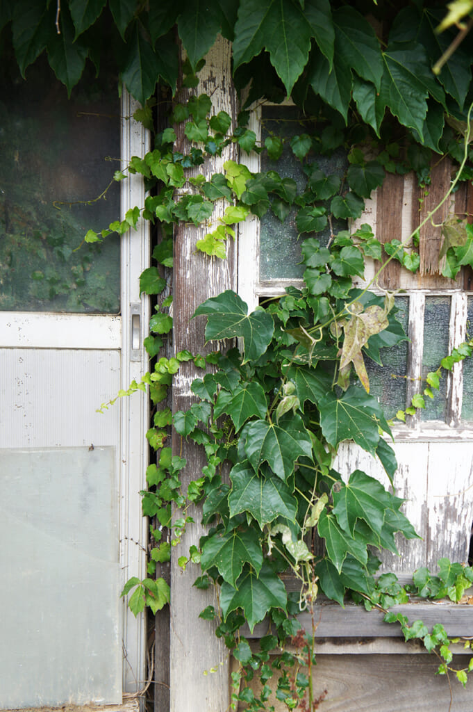 Foliage in Manabeshima