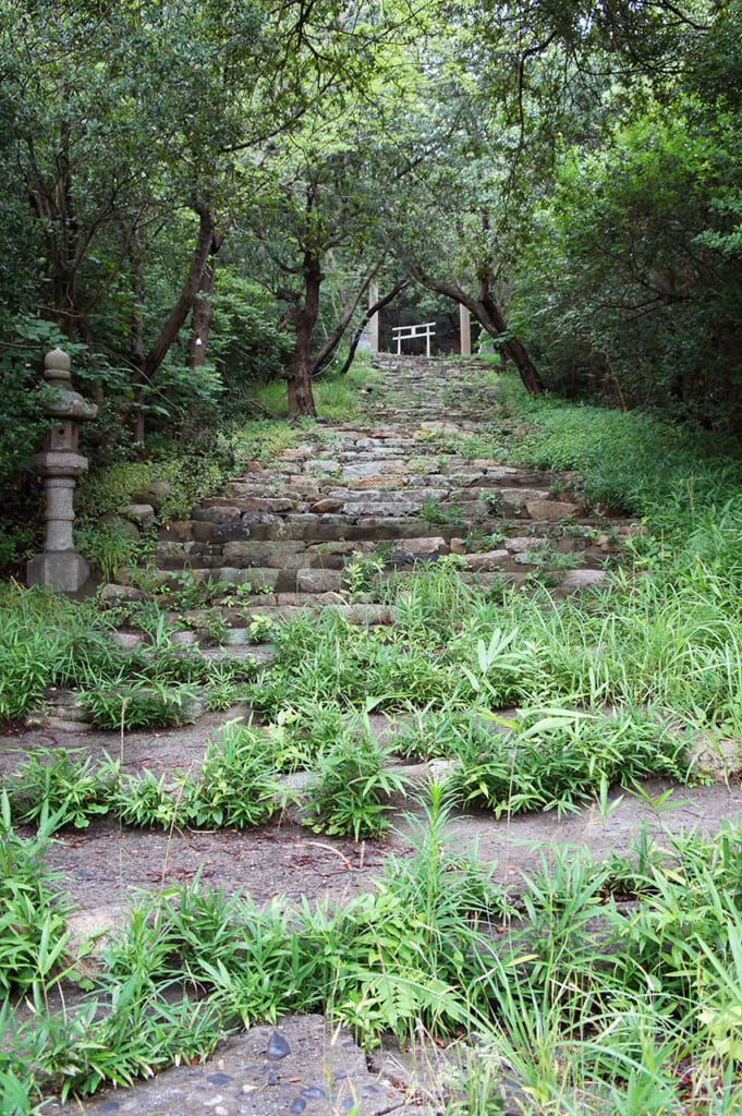 stone steps overgrown with foliage