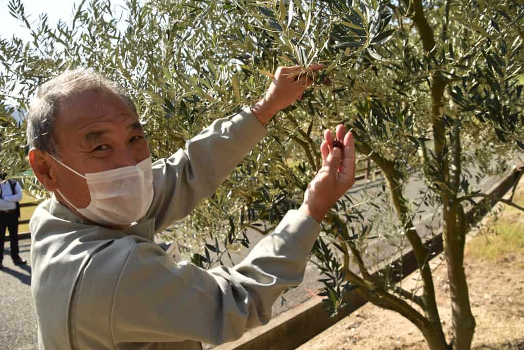 picking local olives on Shodoshima, Shikoku island 