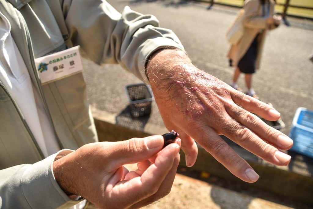 olives  on Shodoshima, Shikoku island 