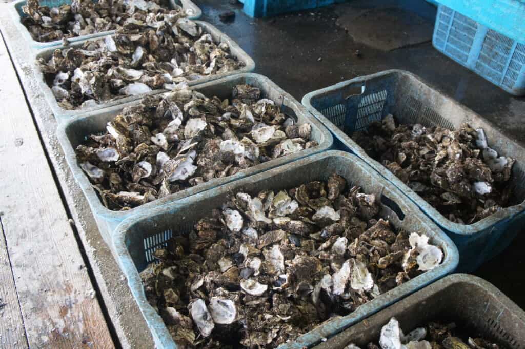 Sado Island Shells of Oysters Caught from Lake Kamo