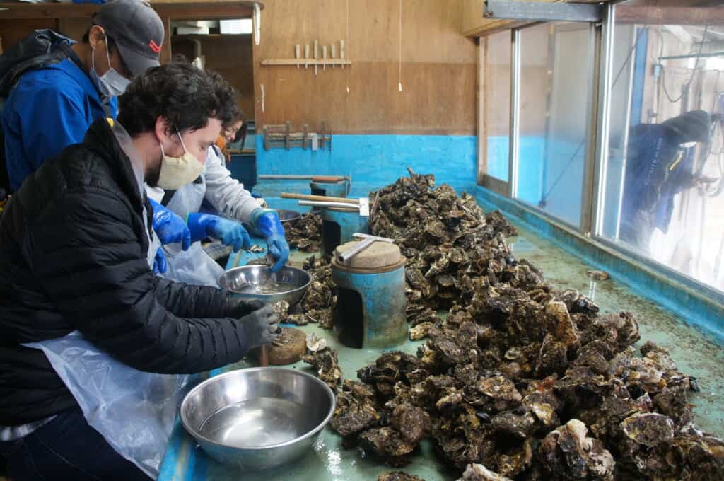 Sado Island guests separate oysters at an oyster farm on Lake Kamo