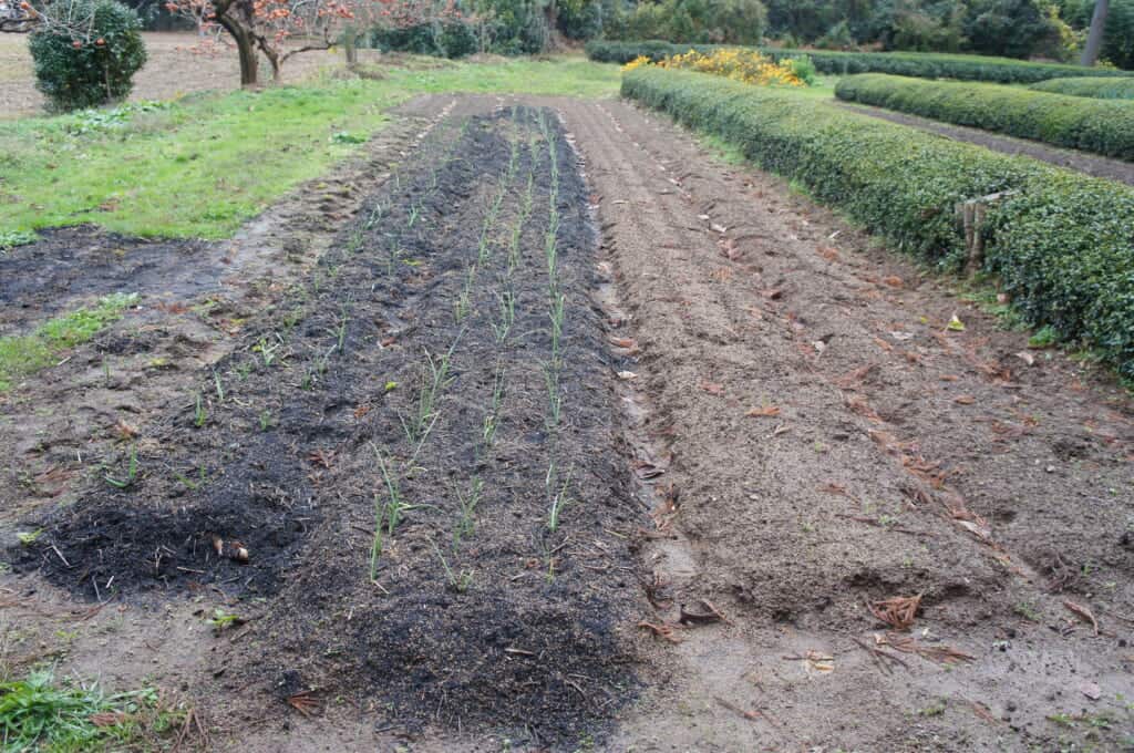 Sado Island Japanese tea plants growing on a farm