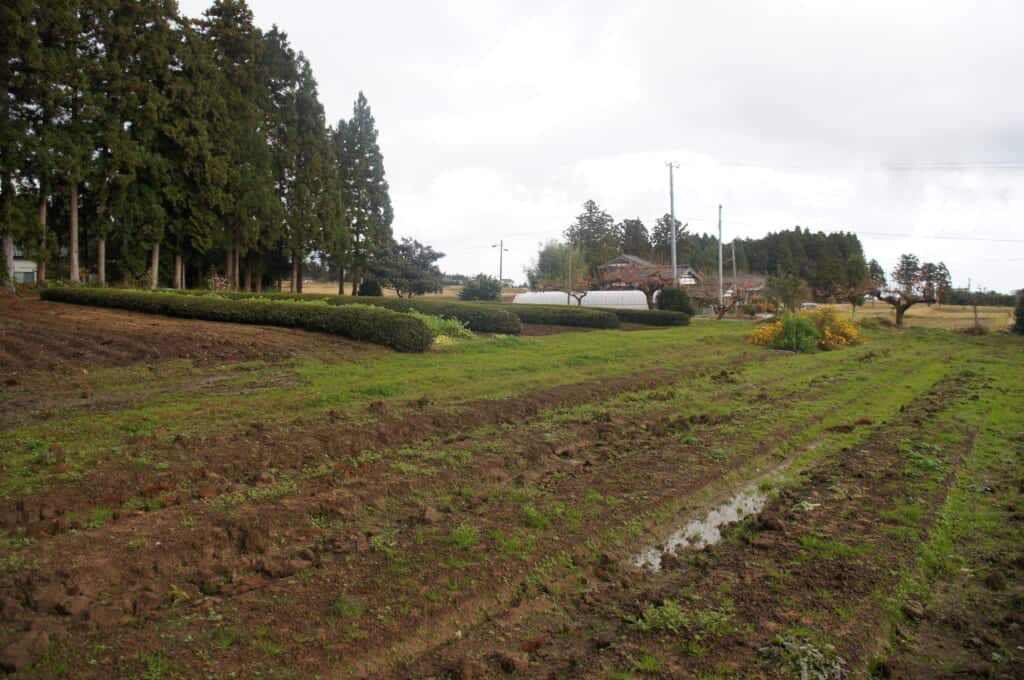 Sado Island tea fields and farmland