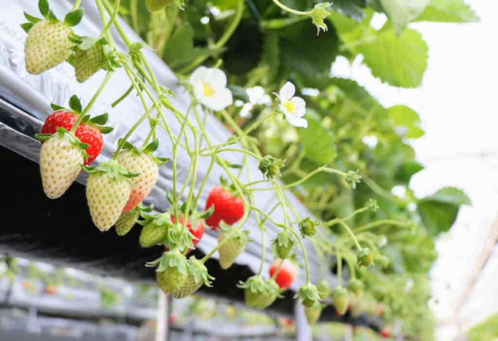 fresh strawberry on Japanese farmstay on Setouchi islands