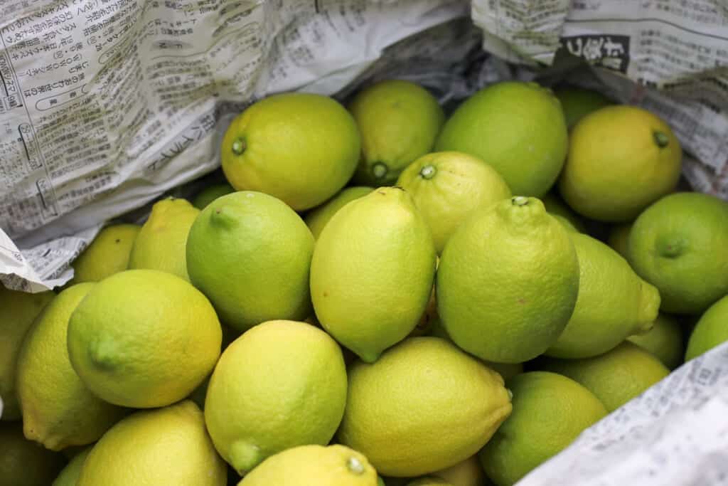Lemon Picking Okada Farm
