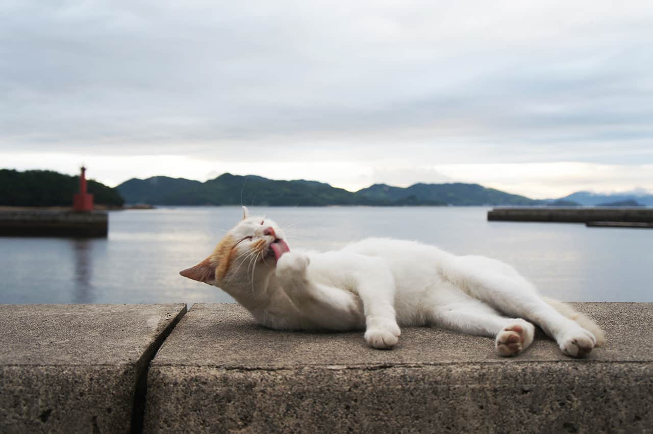 a cat with Japanese sea on Manabeshima Cat island