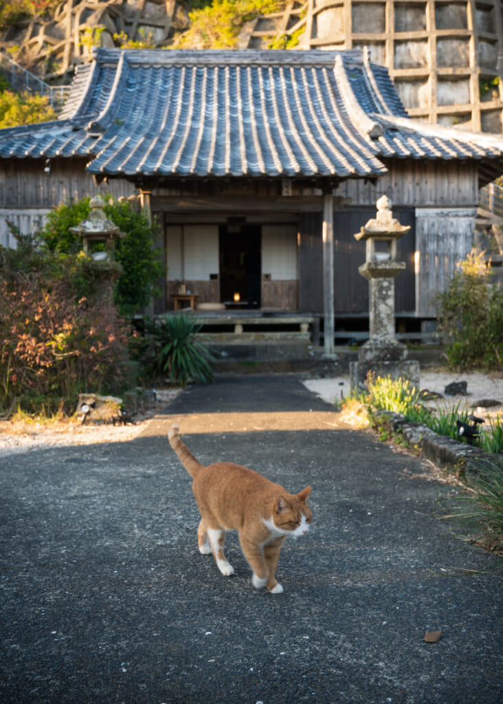 cat in front of japanese temple on goto island