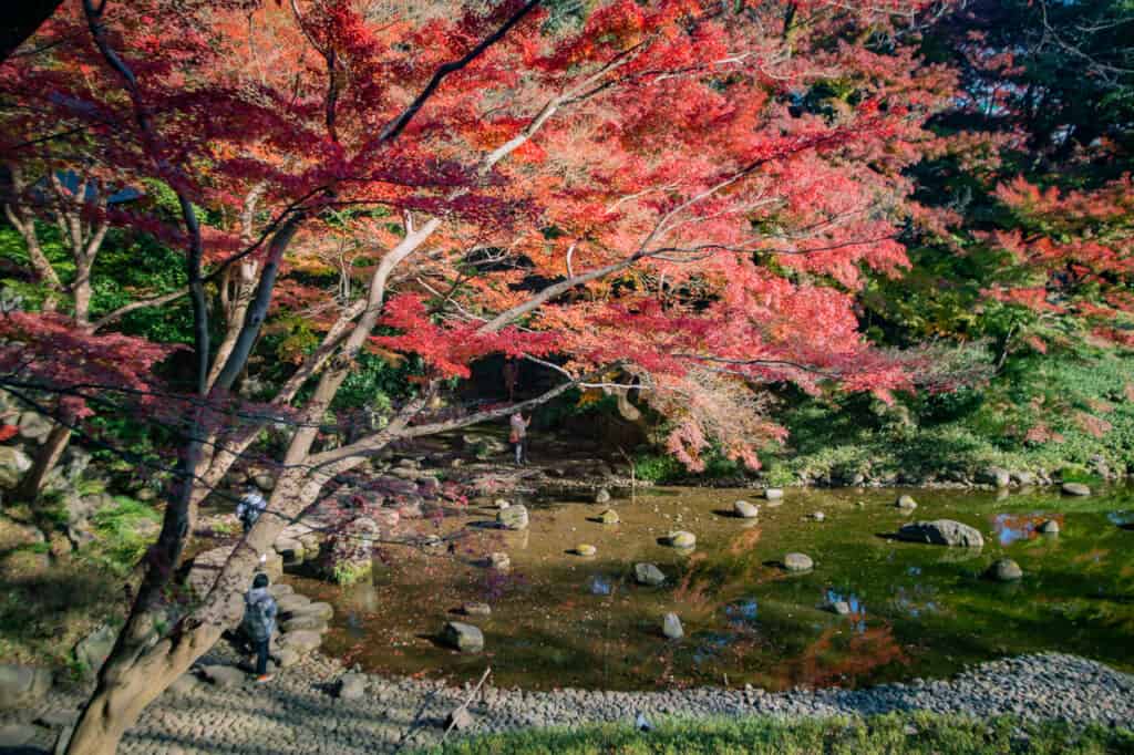 Koshikawa korakuen Japanese gardens with autumn colors 