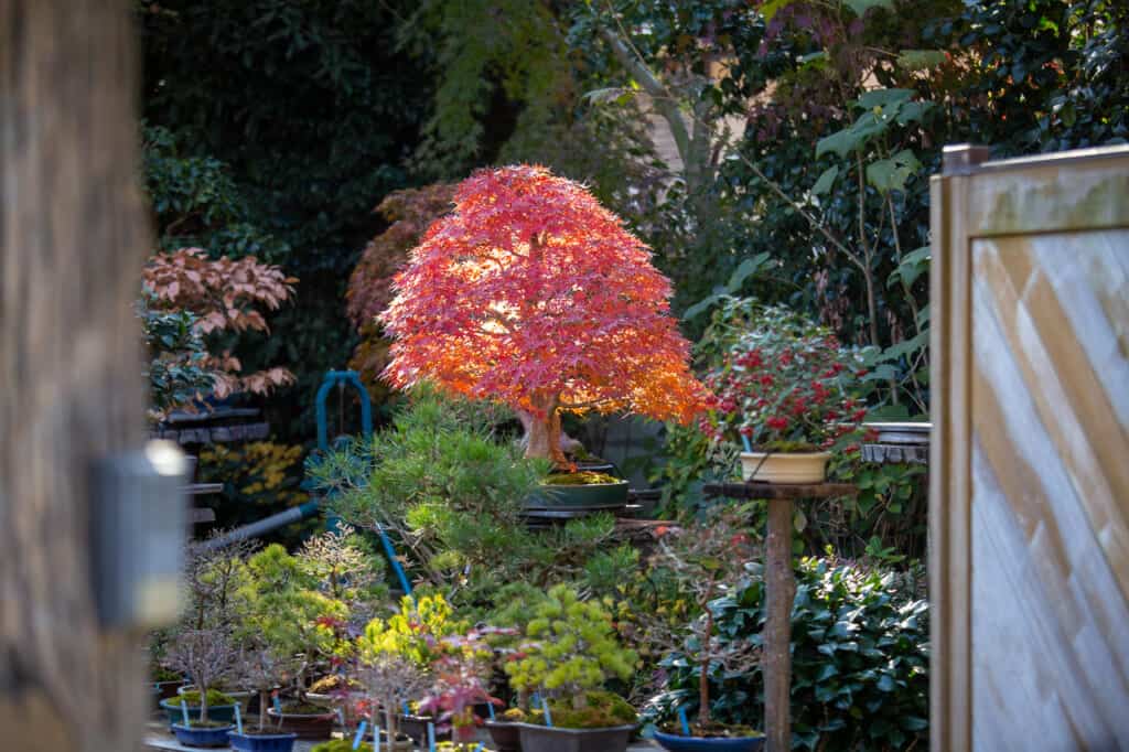 One of the bonsai gardens of Omiya Bonsai Village in Saitama, Japan