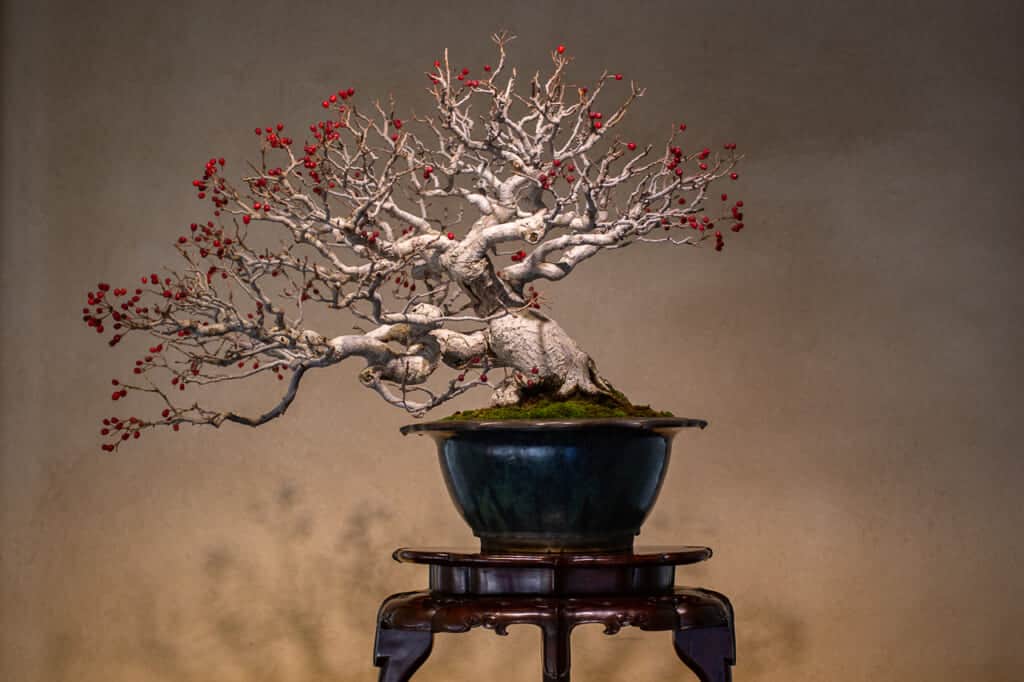 Bonsai at Omiya Bonsai Art Museum in Saitama, Japan