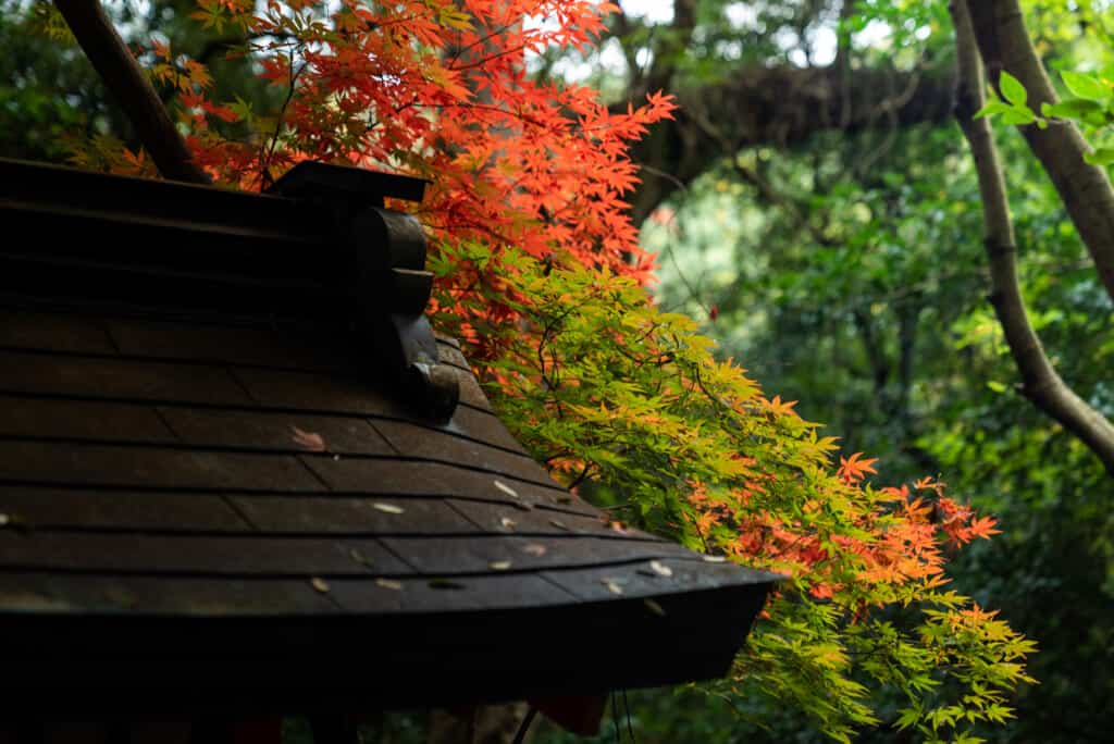 The grounds of Usa Jingu Shrine in late Autumn