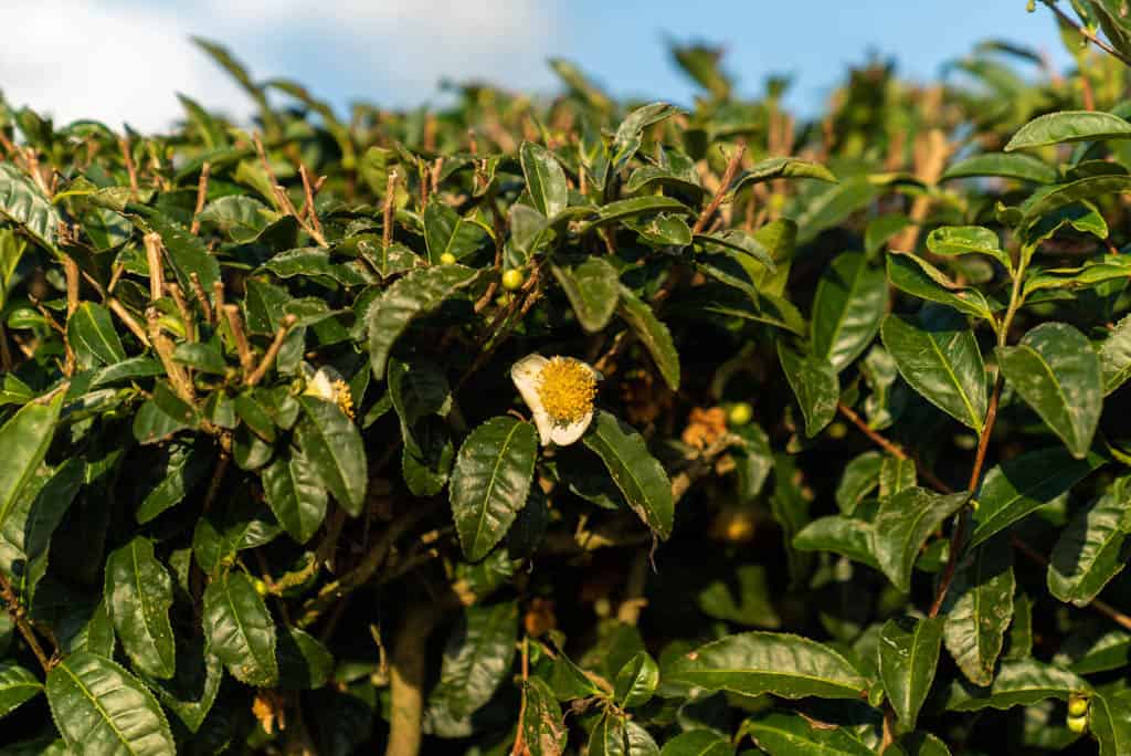 tea farm tour uji