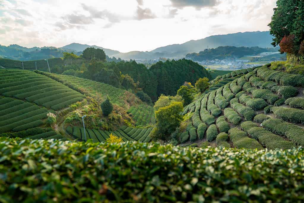 green tea field at at Kyoto Obubu Tea Farms, Wazuka