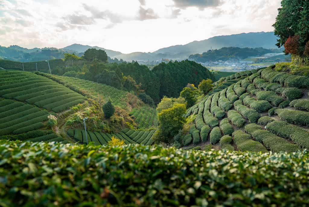 tea farm tour uji