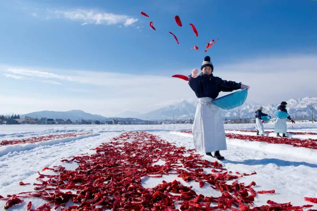 Japanese chili peppers