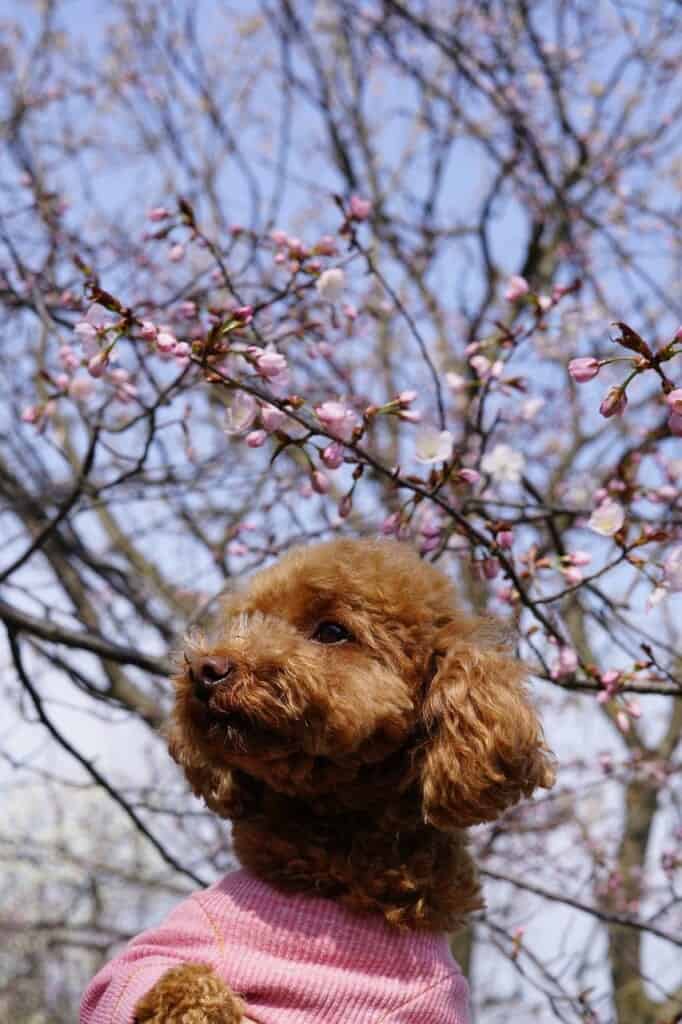The toy poodle is a popular dog breed in Japan.