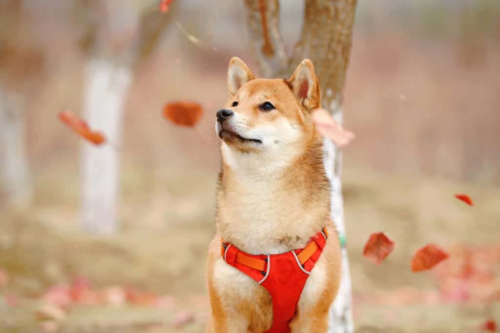 The Shiba Inu is a popular Japanese dog.