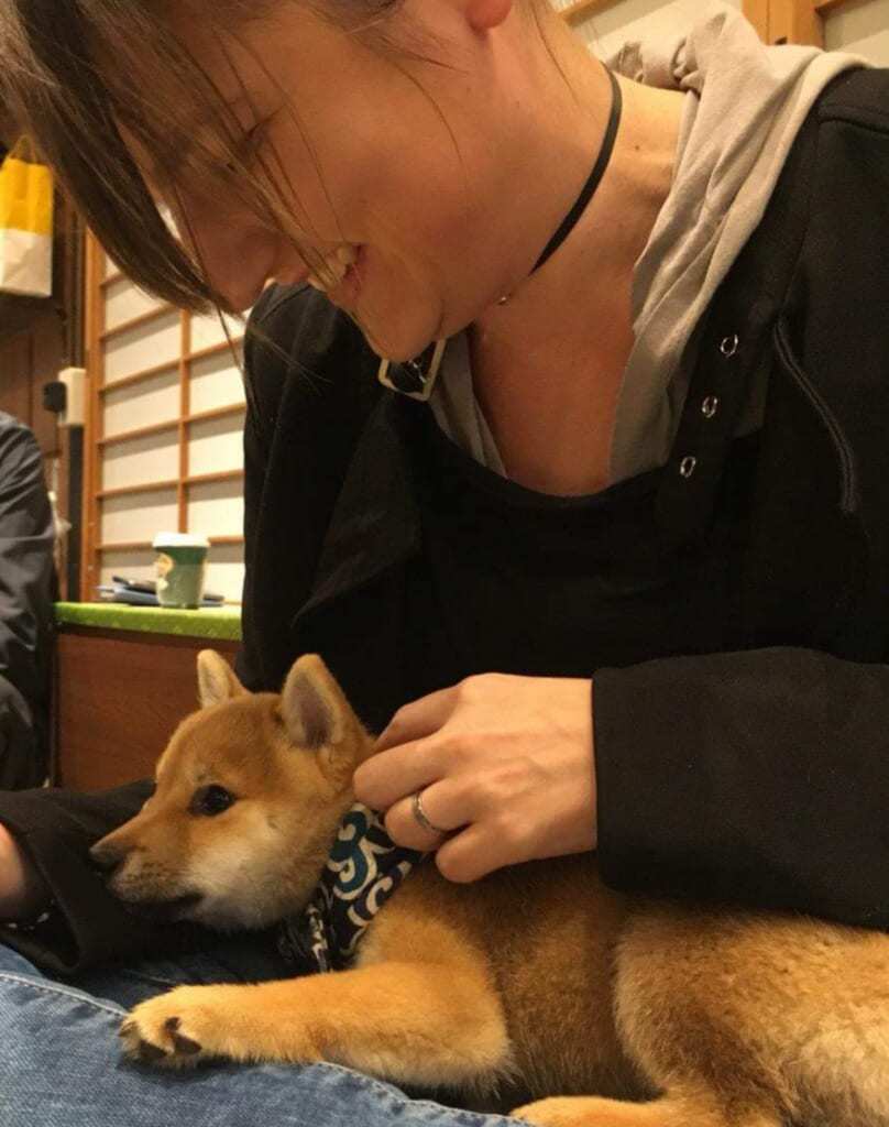 A Shiba puppy.