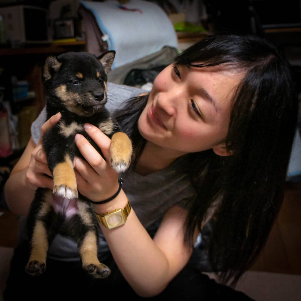 The Shiba Inu Kuro as a puppy.