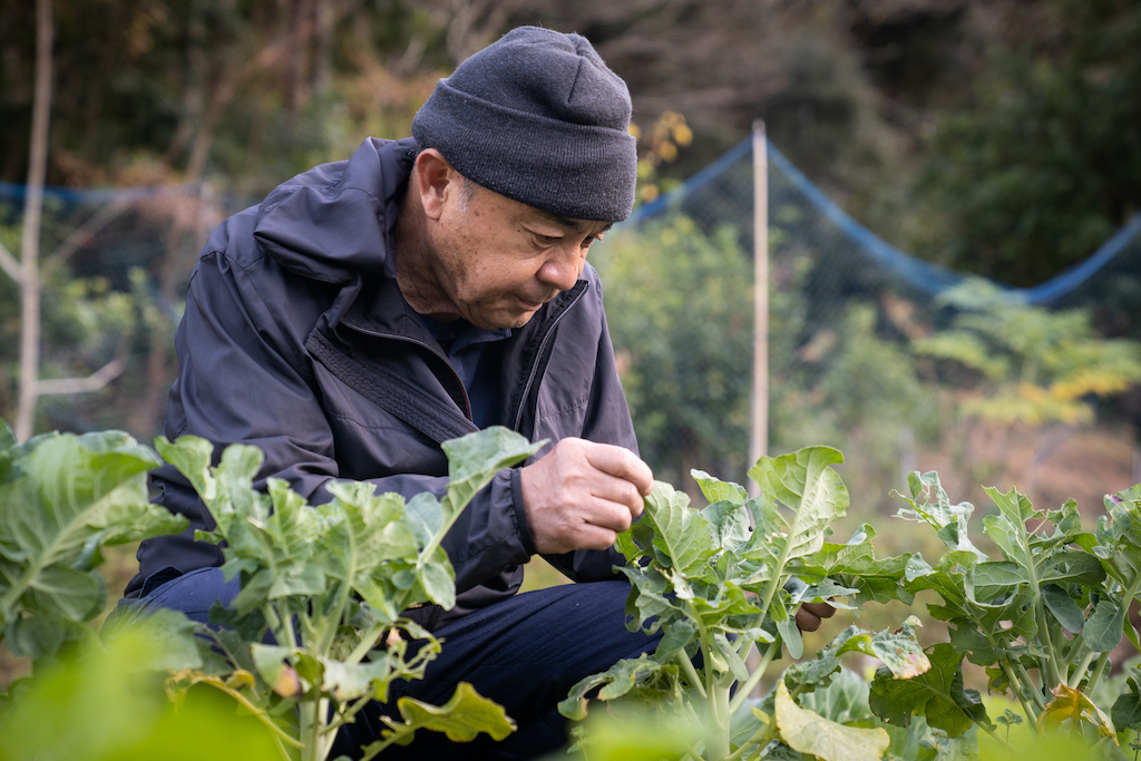 Mr. Ogura in the vegetable garden