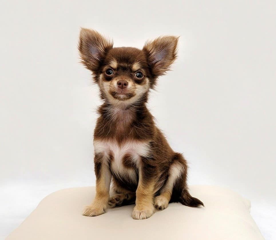 Chihuahuas are also popular Japanese dogs.